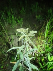 Persicaria lapathifolia lanata