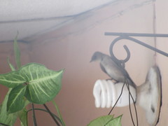 Stelgidopteryx serripennis