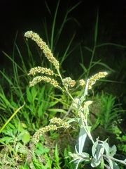 Persicaria lapathifolia lanata