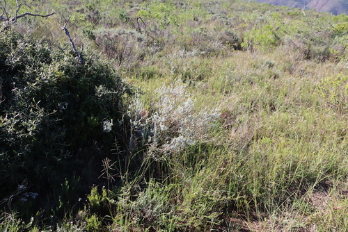 Pentzia dentata, photograph 4