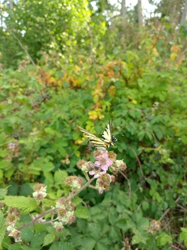 Scarce Swallowtail