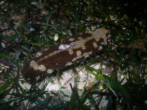 Bohadschia marmorata observed 2026-06-20