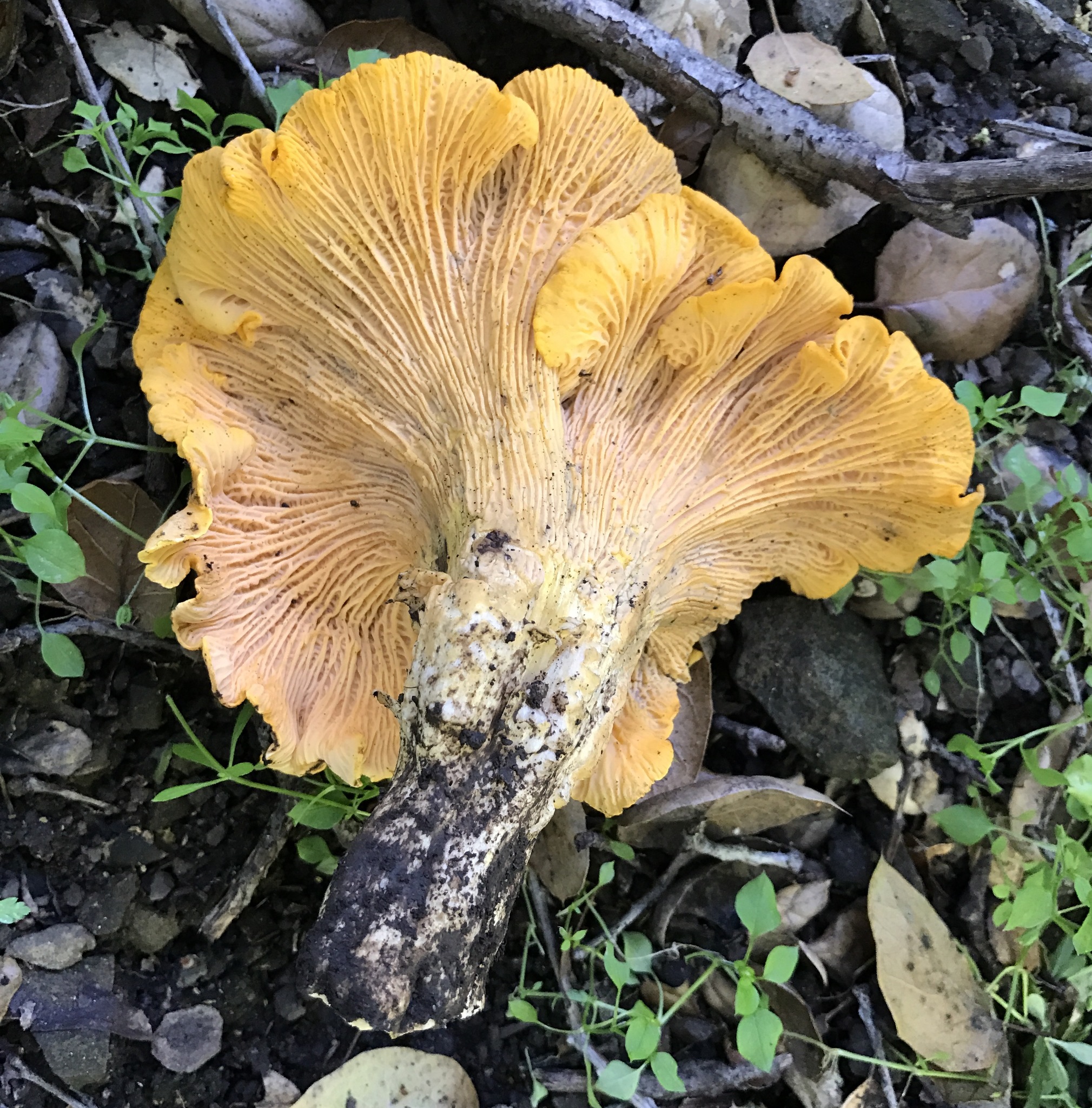 Cantharellus californicus image