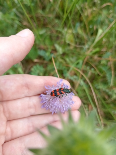 Bee-eating Beetle