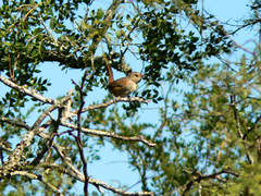 Phacellodomus sibilatrix