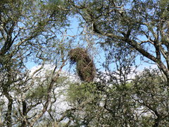 Phacellodomus sibilatrix