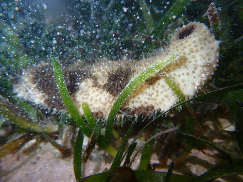 Bohadschia marmorata observed 2026-06-20