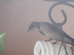 Stelgidopteryx serripennis