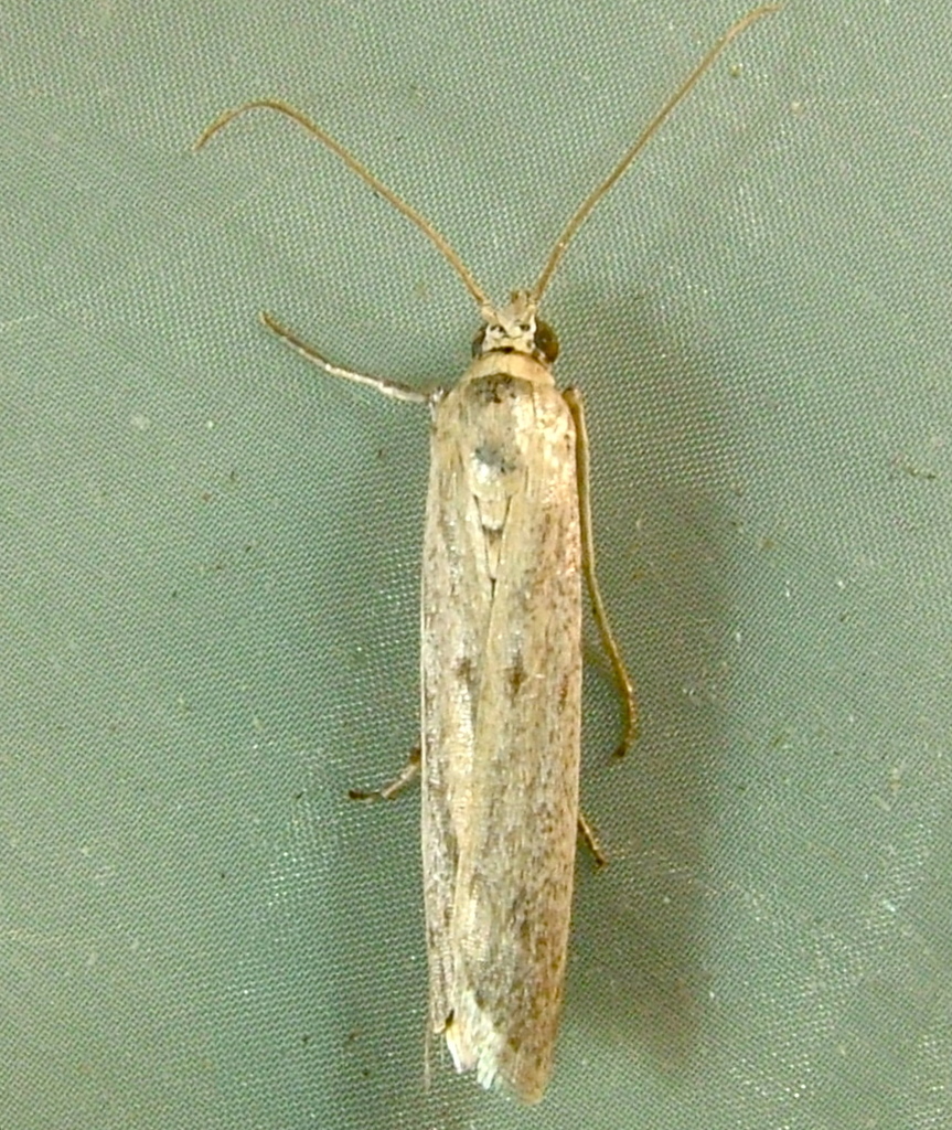 Homoeosoma