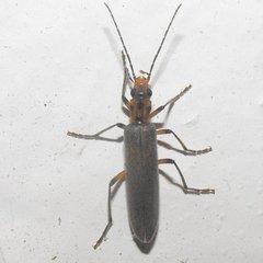 Copidita quadrimaculata