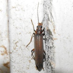 Copidita quadrimaculata