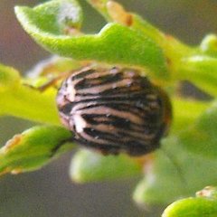 Cryptocephalus spurcus