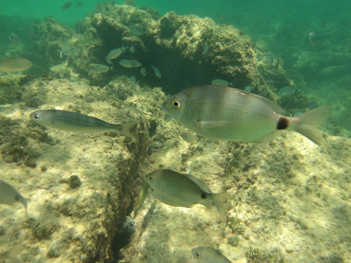 Annular Seabream