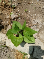 Phaseolus vulgaris