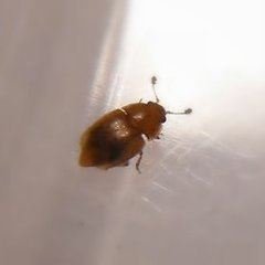 Epuraea luteola