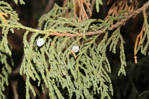 Juniperus flaccida, photograph 3