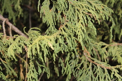 Juniperus flaccida, photograph (c) Rodolfo Maximiliano Gutiérrez-Sánchez, some rights reserved (CC BY)