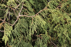 Juniperus flaccida, photograph (c) Rodolfo Maximiliano Gutiérrez-Sánchez, some rights reserved (CC BY)