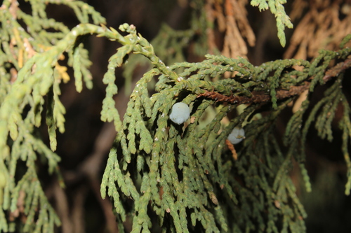 Juniperus flaccida, photograph 4