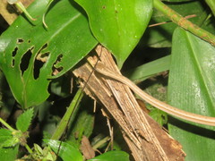 Thamnodynastes pallidus