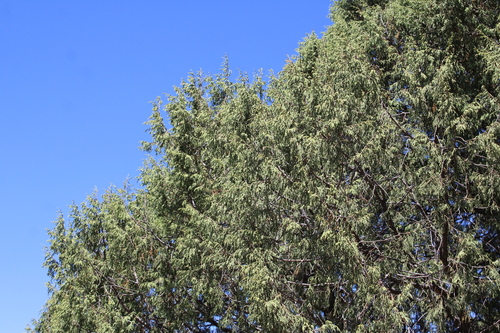 Juniperus flaccida, photograph 1