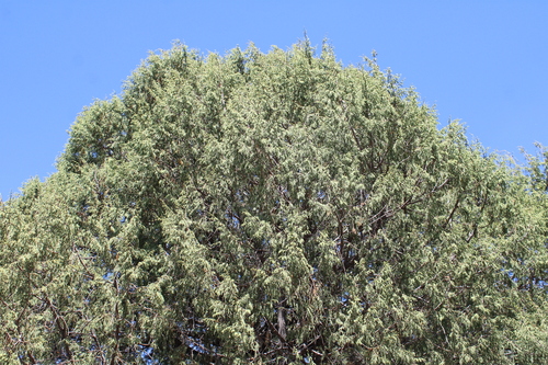 Juniperus flaccida, photograph 2
