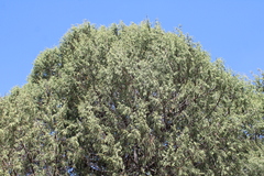 Juniperus flaccida, photograph (c) Rodolfo Maximiliano Gutiérrez-Sánchez, some rights reserved (CC BY)