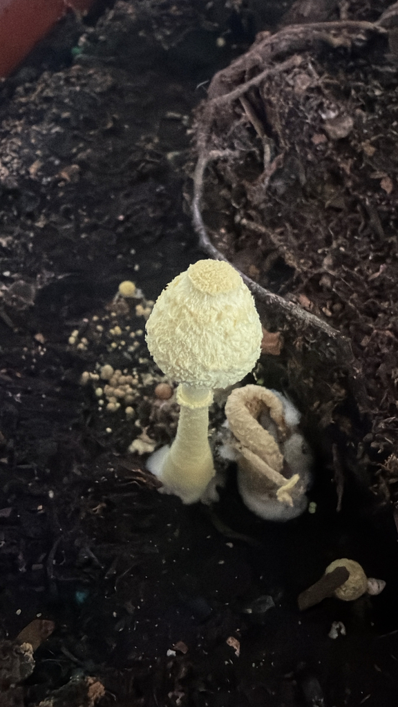 flowerpot parasol · June 2026 · photo: Photo: (c) Marc-Olivier Beausoleil, some rights reserved (CC BY) · iNaturalist