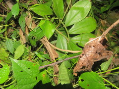 Thamnodynastes pallidus