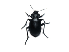 Calosoma simplex
