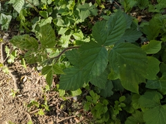 Rubus