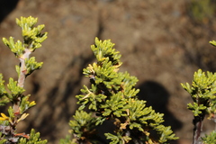Purshia mexicana