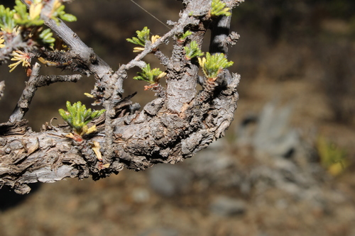 Purshia mexicana, photograph 4
