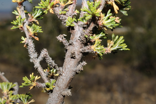 Purshia mexicana, photograph 3
