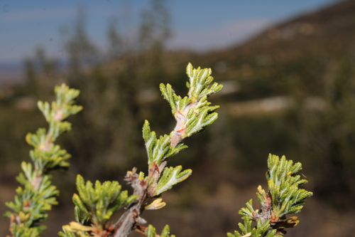 Purshia mexicana, photograph 1