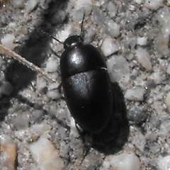 Gondwanocrypticus platensis