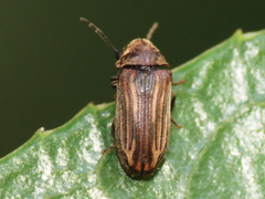 Vrilletta decorata
