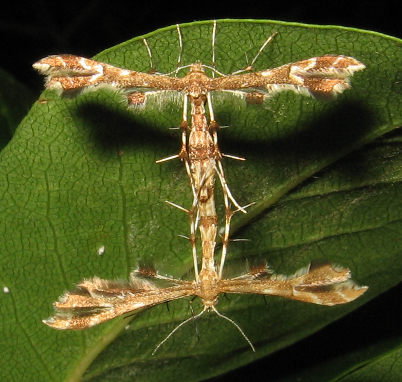 Sheppard's Plume Moth