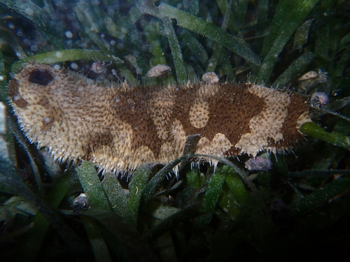 Bohadschia marmorata observed 2026-06-20