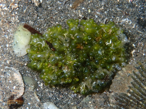 Valonia aegagropila observed 2026-06-21