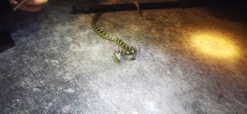 Big-tooth Snake, Lycodon flavozonatus