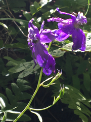 Delphinium hesperium