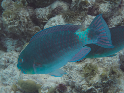 Chlorurus frontalis observed 2026-06-21