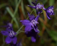 Delphinium variegatum