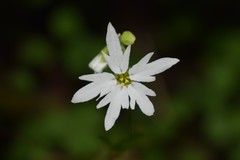 Lithophragma heterophyllum