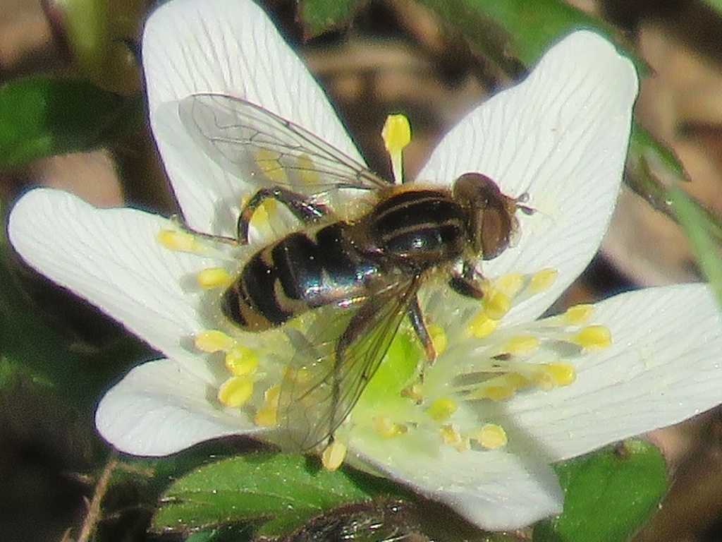 Anasimyia lunulata