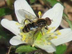 Anasimyia