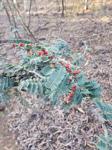 Austroacacidiplosis botrycephalae