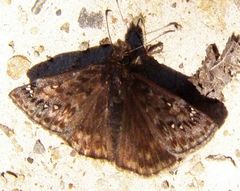 Erynnis juvenalis juvenalis