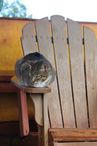 Felis catus observed 2026-06-05